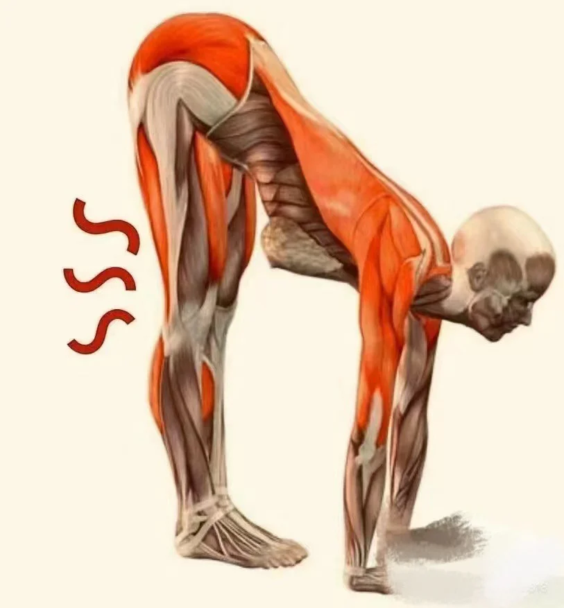 站立体前屈受限的结构逻辑