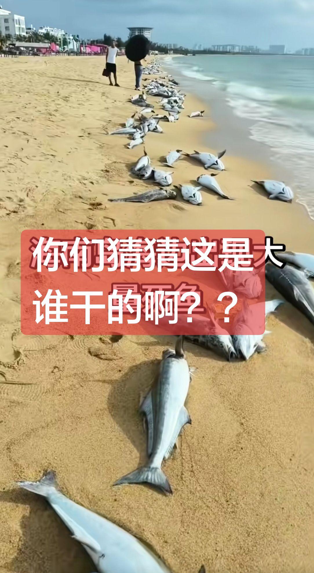 上热门 海南 死鱼 讨论 头条
