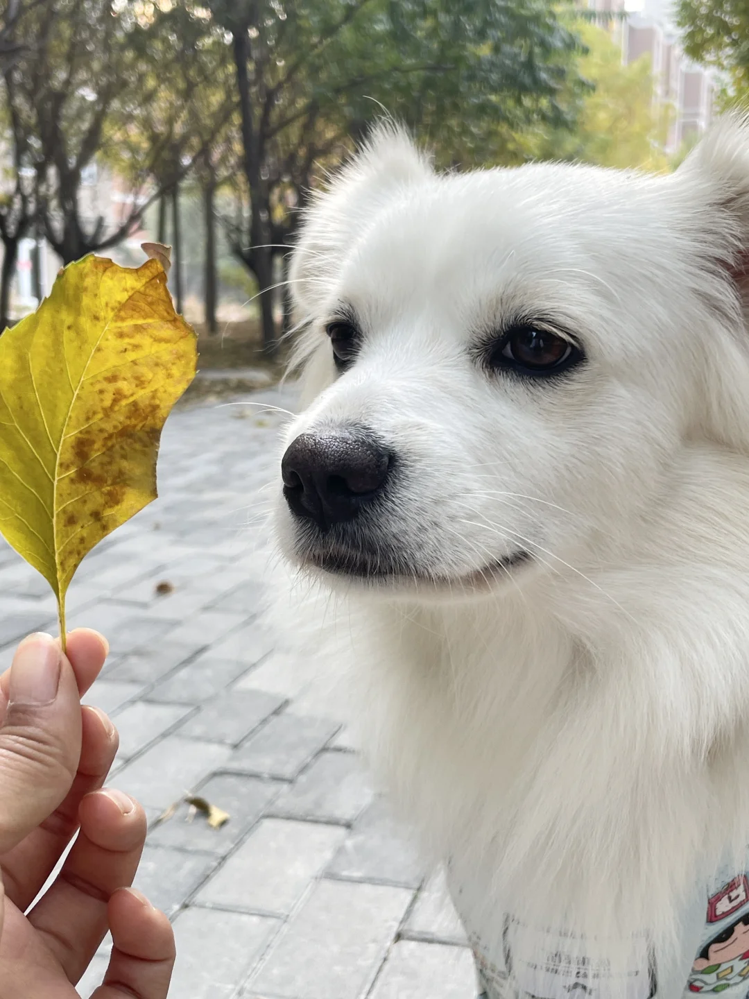 悲伤是爱的代价