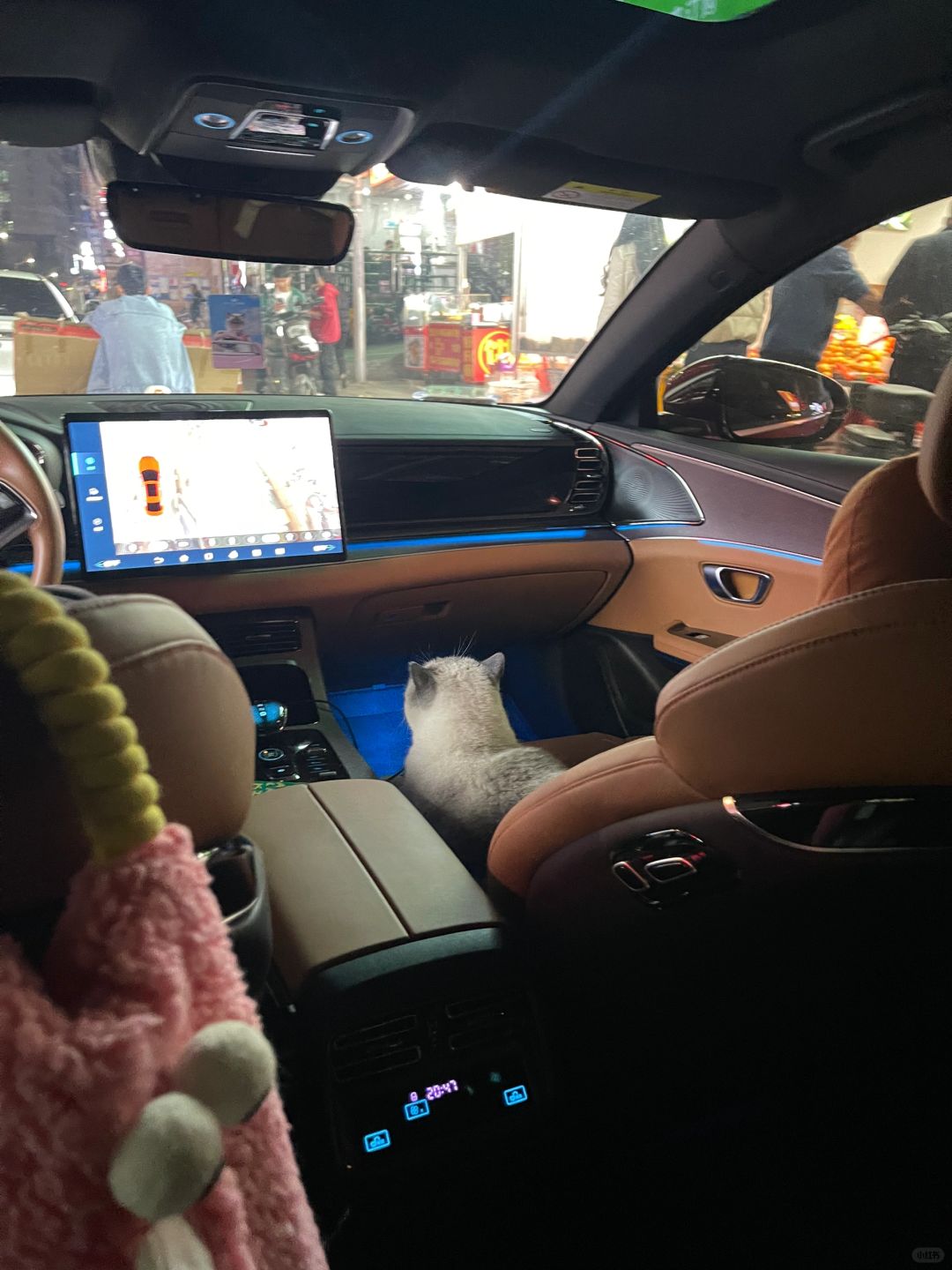 已经是会自己坐副驾的小猫了