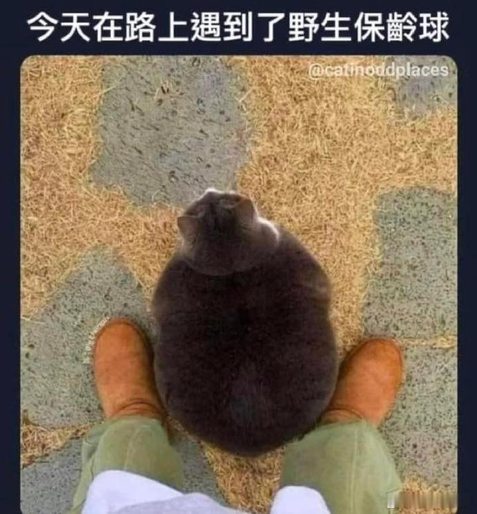 [可爱] 