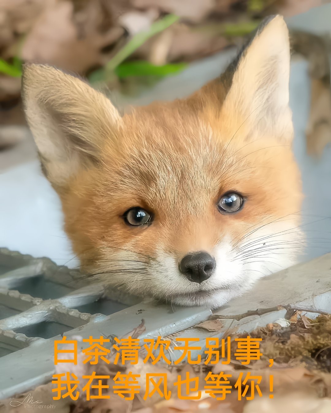 上好闹钟放好图，小睡一会… 