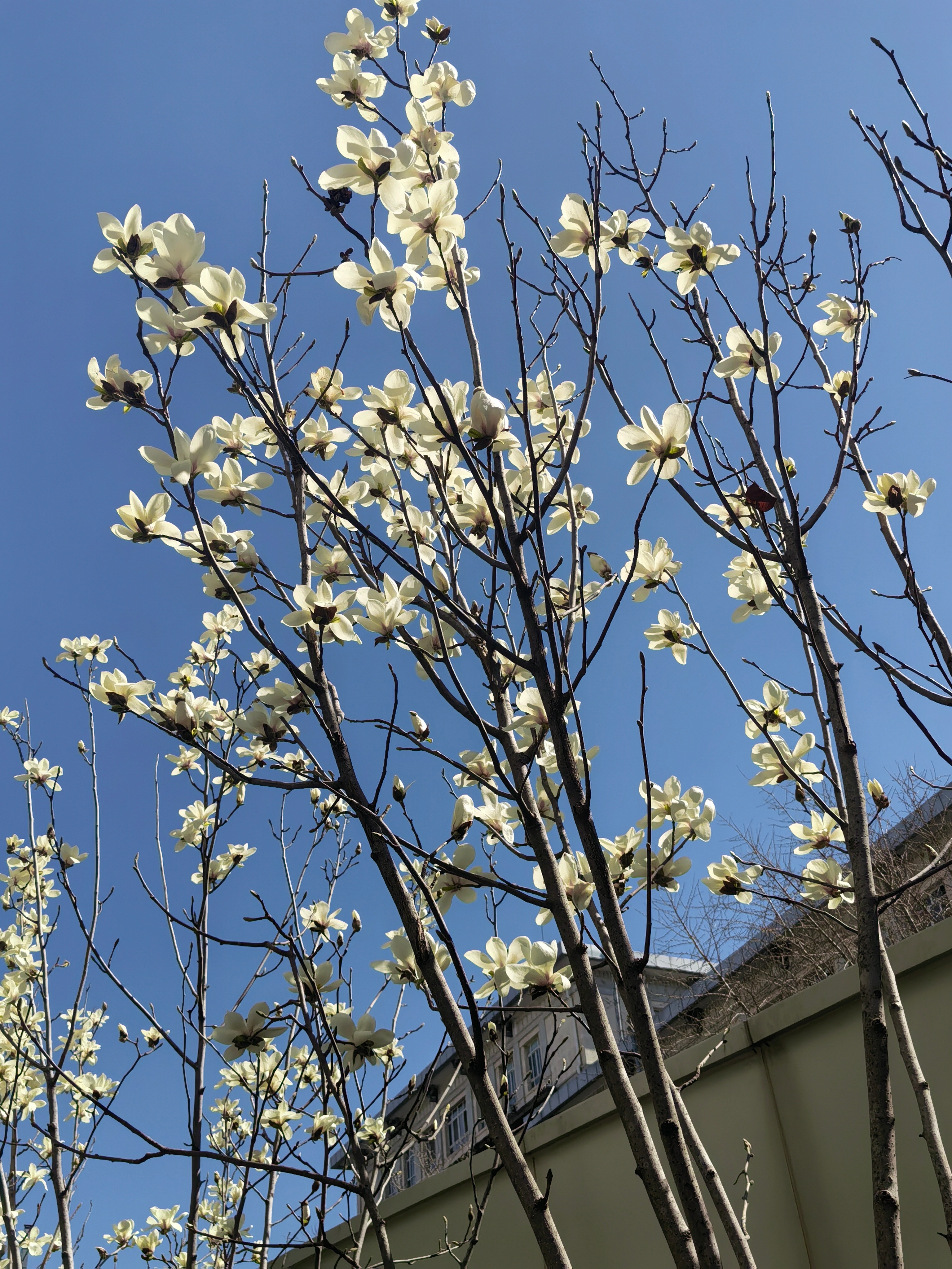 又到了玉兰花开的季节 ​​​