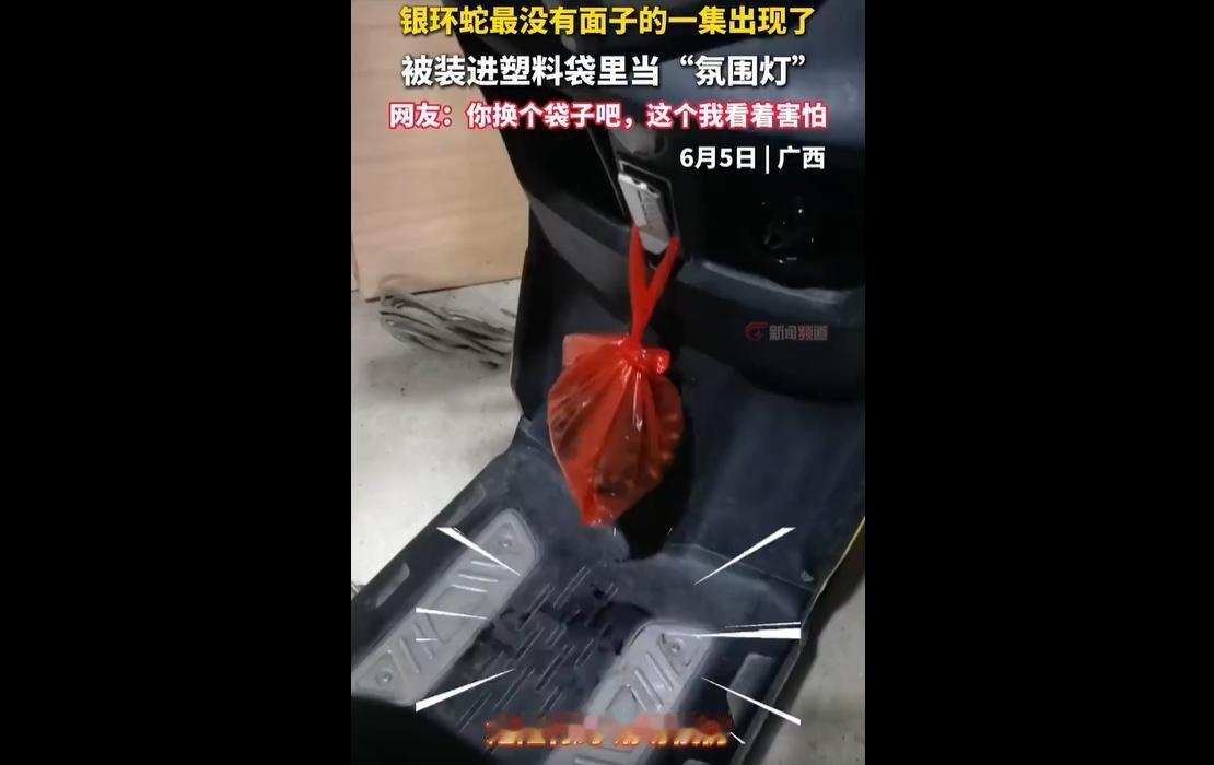 2026年6月5日，广西。一名男子醉酒后突发奇想，徒手捕捉一条剧毒银环蛇，装进透