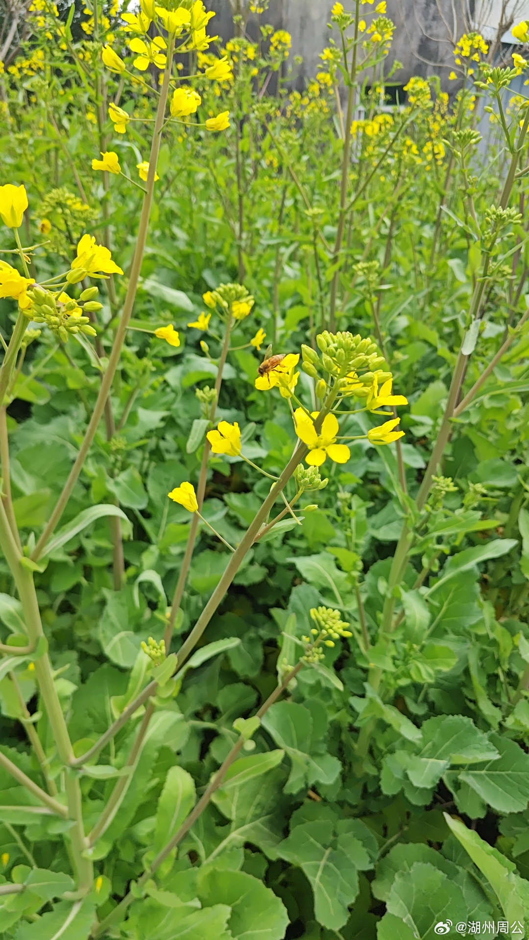 我拍的春暖花开  春风有信，花开有期，蜜蜂不误。随手拍春天 湖州