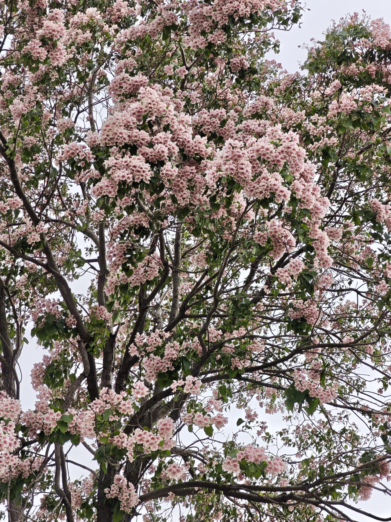 发一张你相册最近拍的花楸树树形挺拔、冠幅优美，花和叶都有观赏性，常被用作行道树、