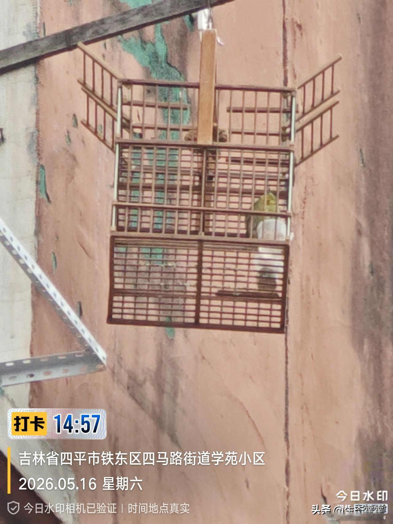 吉林学苑小区同一楼两户疯狂猎鸟！查获33+18=51只野生鸟类，含国家二级保护动