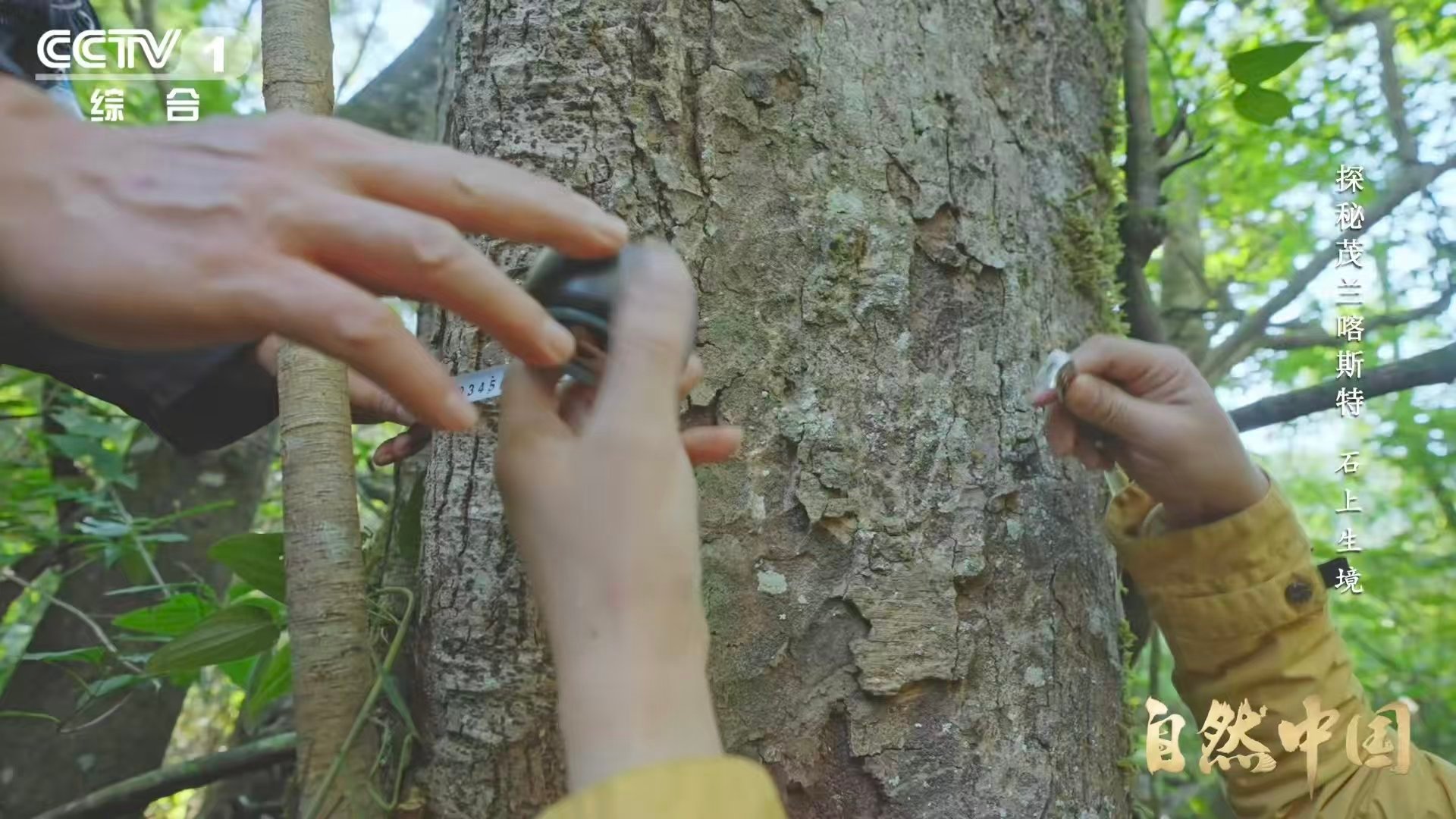 贵州溶洞发现地下反向森林 根须刺穿岩石，暗河滋养生机。地心深处，乔木倒悬生长，静