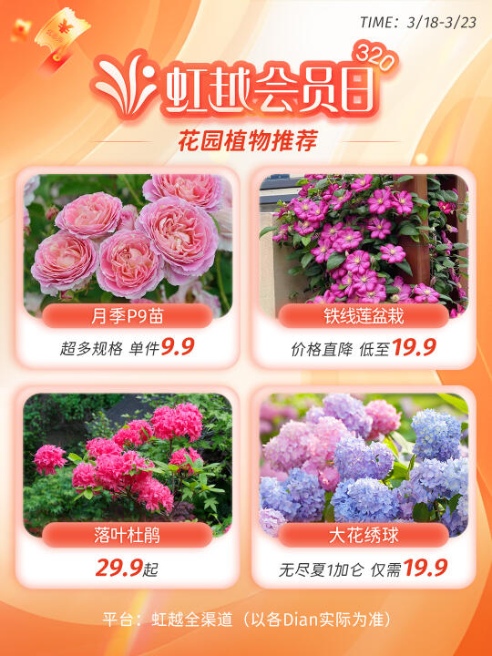 虹越花卉活动倒计时，这些爆款必抢！