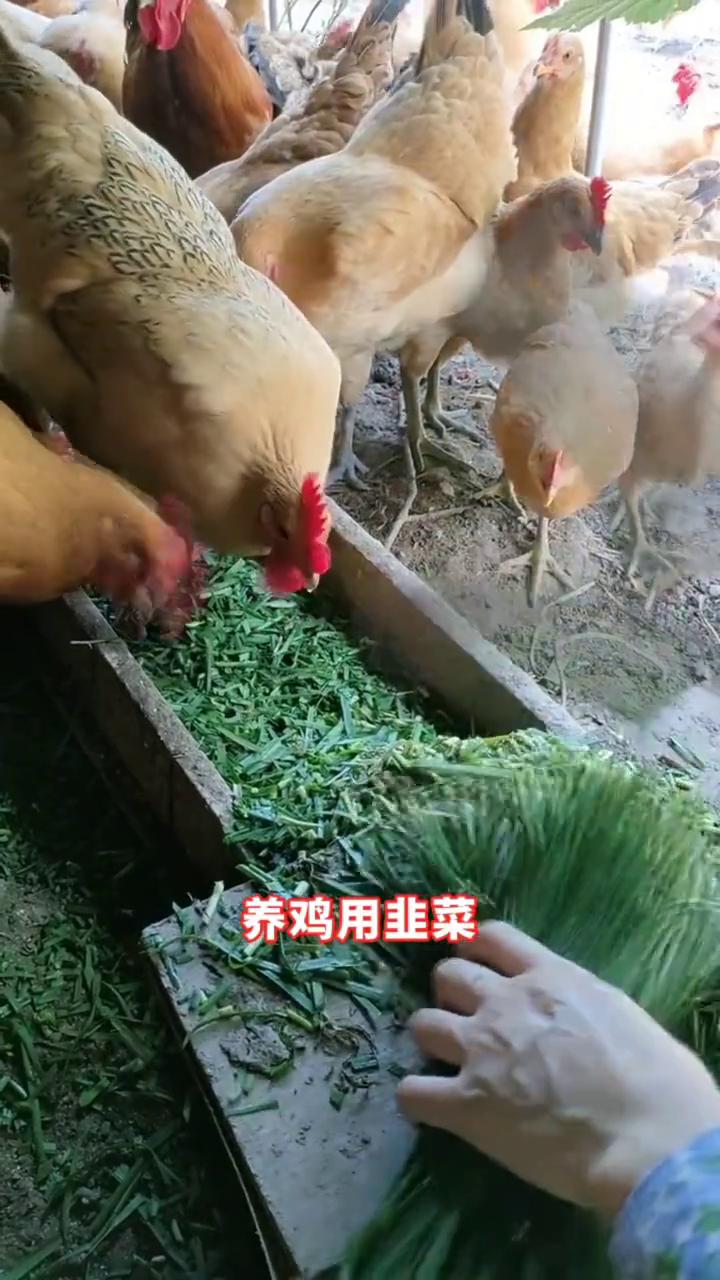 养鸡用韭菜，别人亏本你来赚。
韭菜加大蒜，鸡群长得快。韭菜加点油，鸡群壮如牛。韭