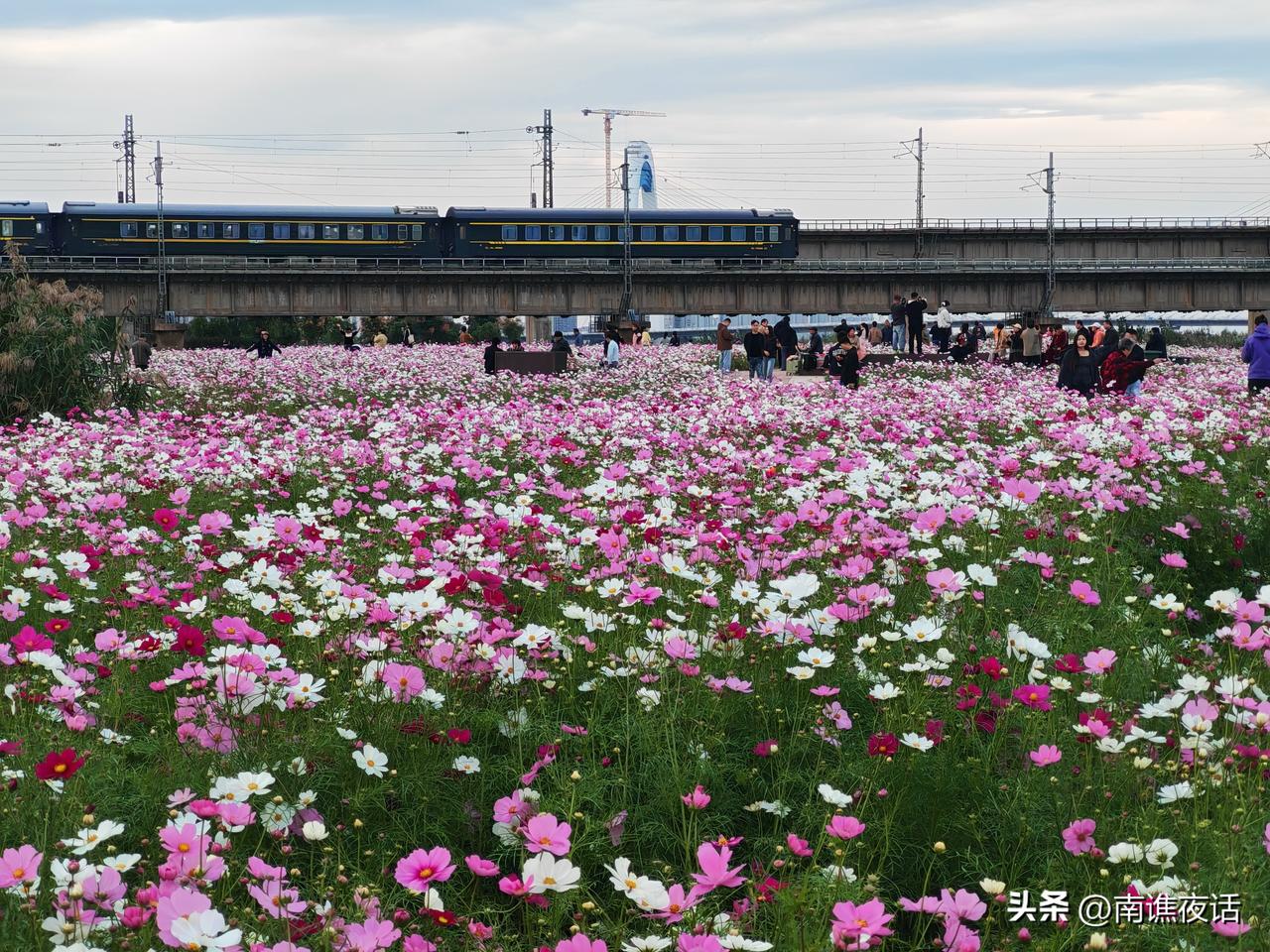 蚌埠靓淮河花海迎来盛花期，大片波斯菊盛开，成为淮河一景，今天虽不是周末，但仍吸引