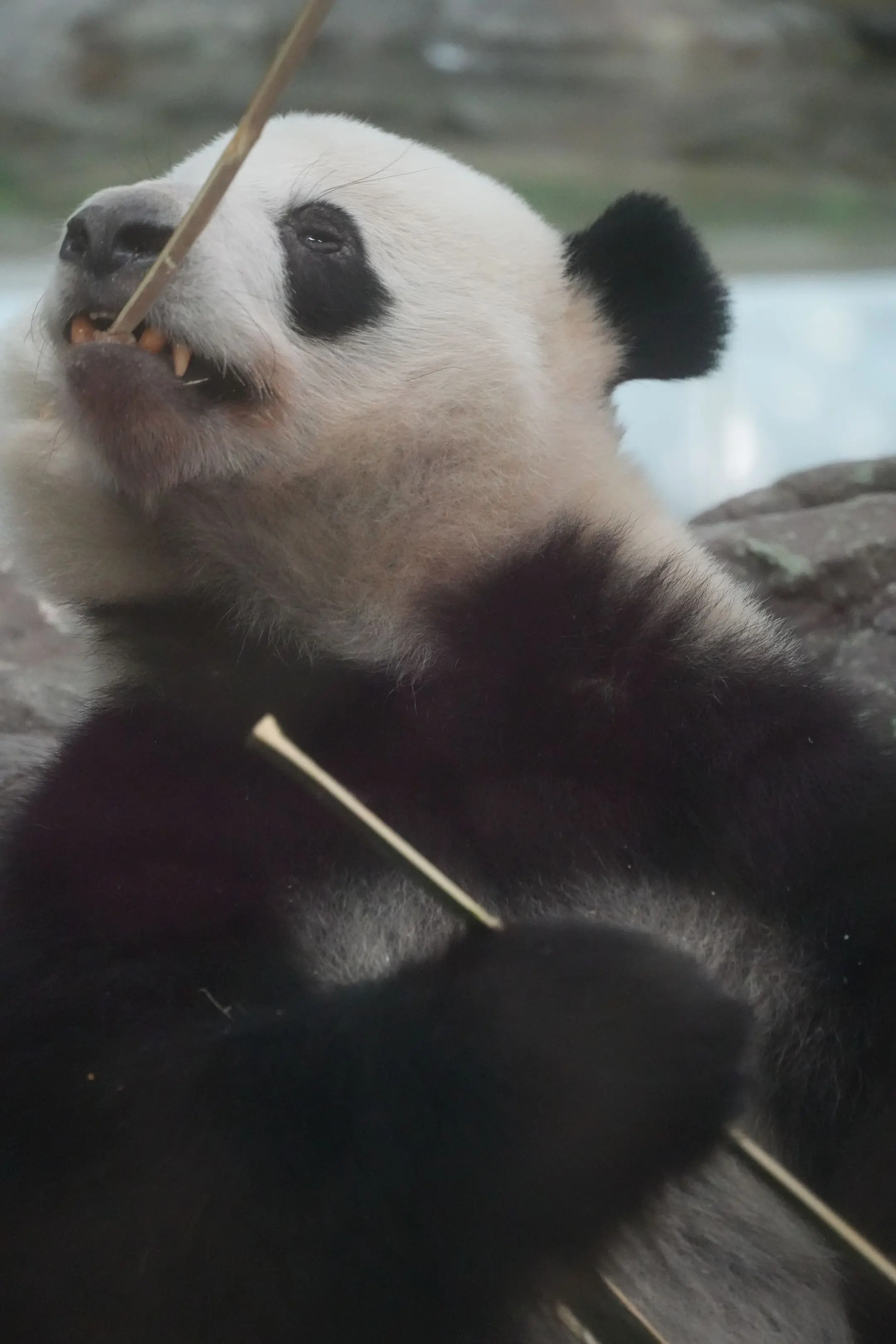 对唔住啊，星一，过完生日会就要黑你。