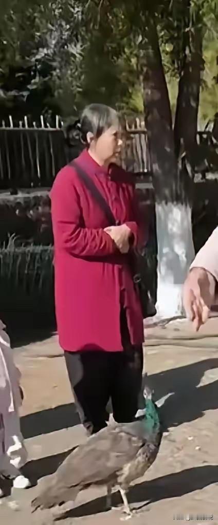 素老三是个小老太太，引起了条友的热议！

真的搞不懂很多条了，刷到条友晒出的素老