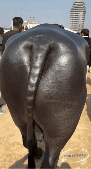 这牛也太绝了！黑得发亮、黑得纯粹，跟抹了油似的，国内真没见过这么纯正的大黑牛，看