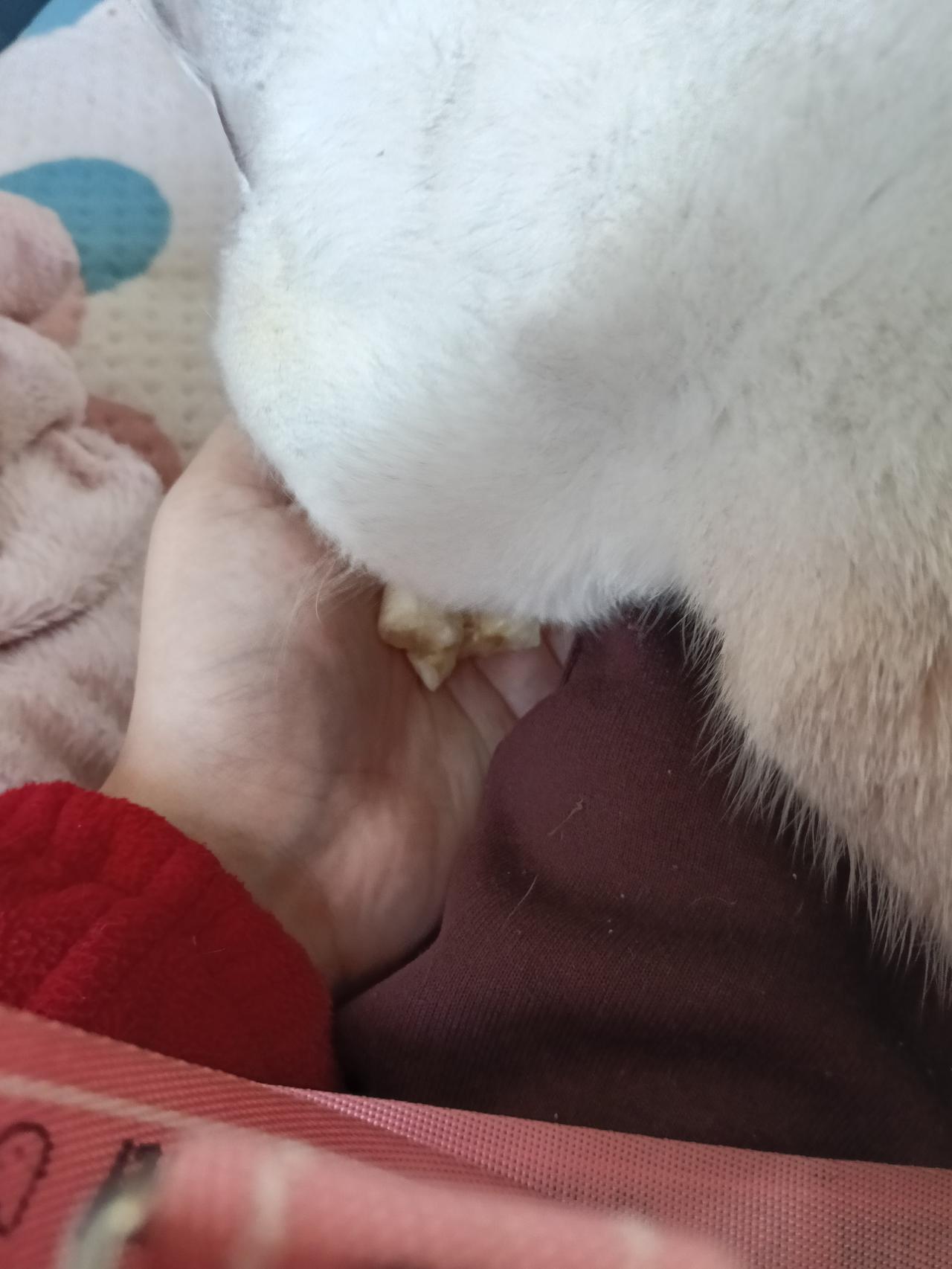 床上的香蕉“劫难”
 
我家猫主子的下午茶，直接搬上了我的床——主角是一根剥好的