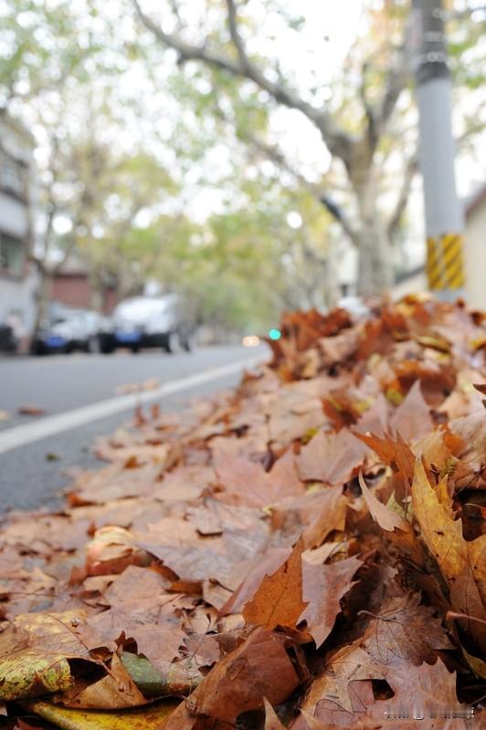 看到“落叶闲庭风伴舞”这个上联，一下子就感受到了那种静谧又灵动的画面。有人对出“