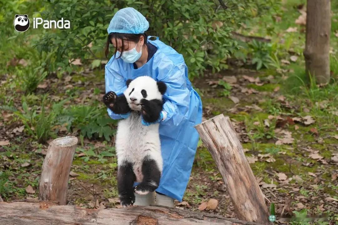 奶妈，快放开我！
我要钻进那树洞去，探索，探索！

大熊猫真的是老天给我们的恩赐