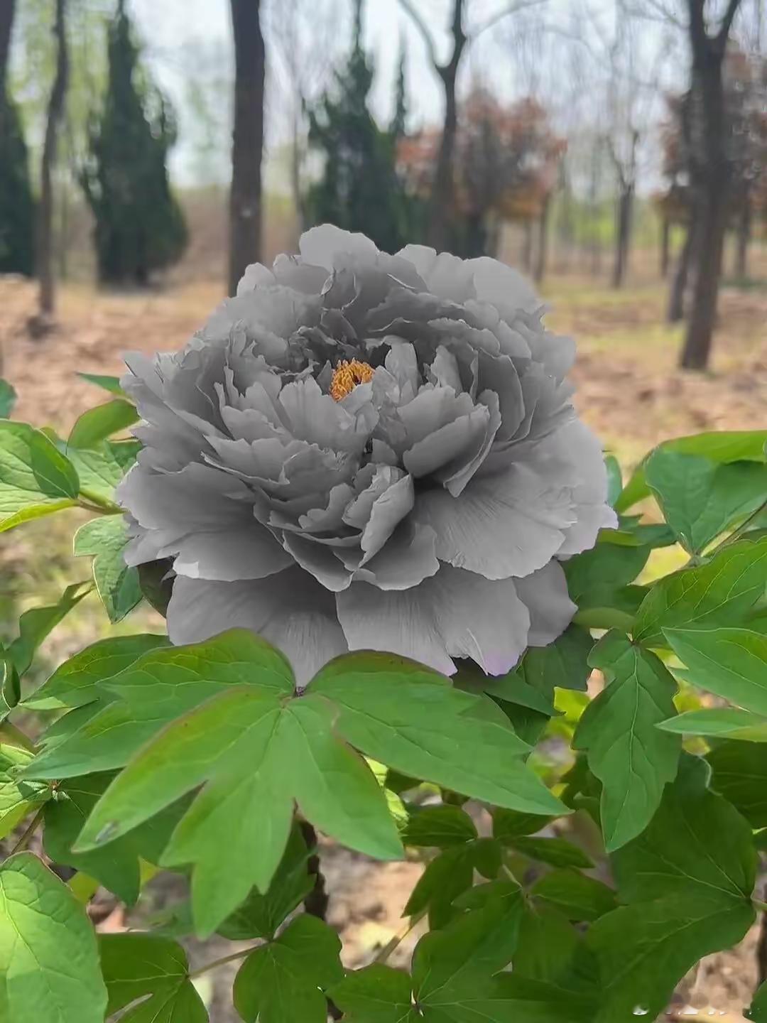 居然有黑牡丹！？ 