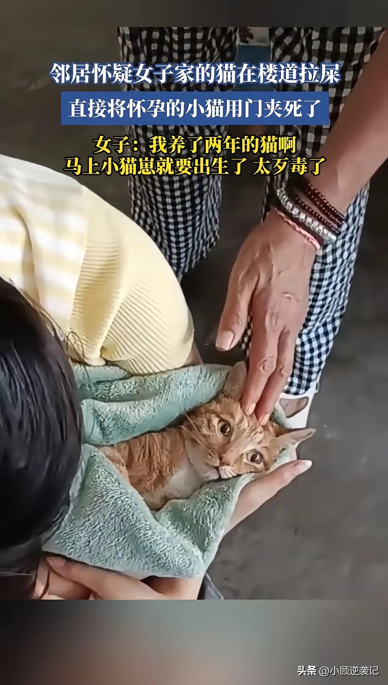 浙江一女子发现邻居用门把自己的小猫挤死了，痛哭不已，表示这只小猫她养了两年了，马