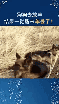 狗狗🐶去放羊
结果一觉醒来发现羊🐑丢了…[捂脸]