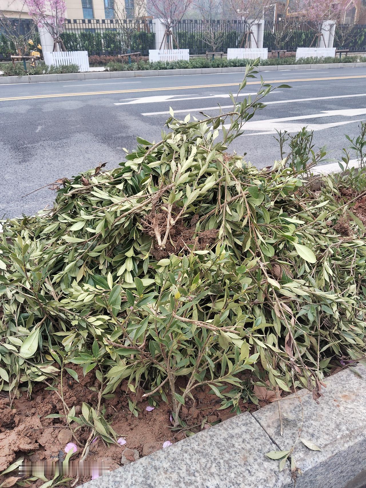 武汉马拉松在青山区终点站完满结束，不过最后一段1000米的冲刺路段的绿化带也损失