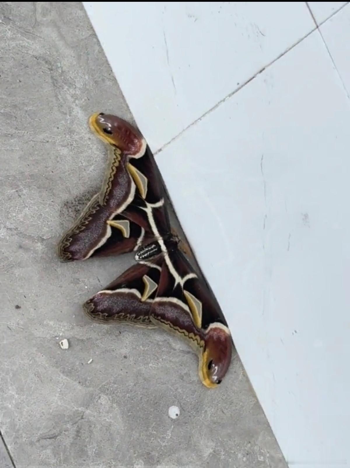 这些蝴蝶看着好吓人😨 