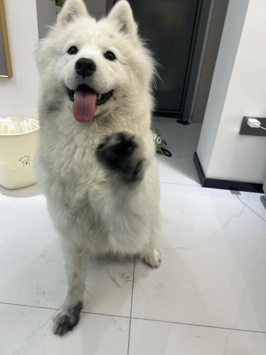 狗狗咬了中性笔 里的墨水有毒吗？
