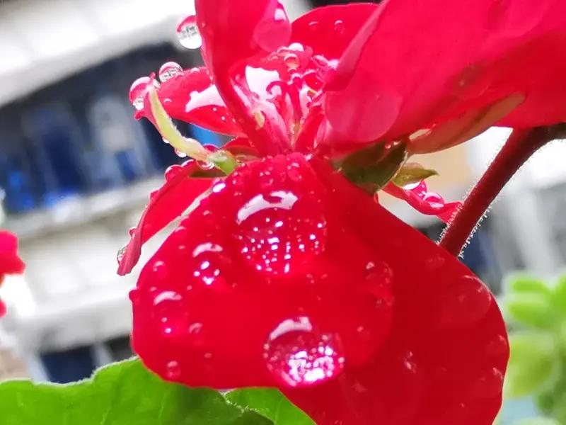 上联：轻风吹碧水，
下联：细雨润红花。
