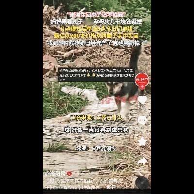 “泪目了！”湖北，一妈妈瞒着儿子卖掉了家里怀孕快生的母狗。儿子知道后，花了42小