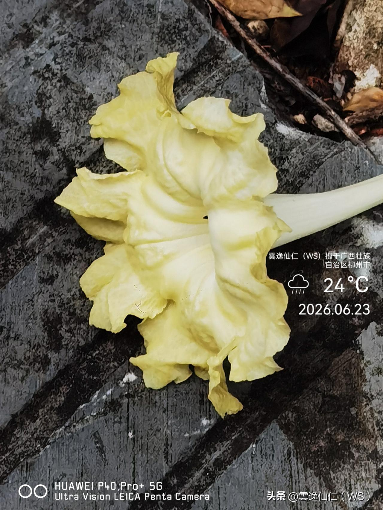 月居生活记录（9976）广西壮族自治区柳州市（13）花儿随拍3：幸福树花。
