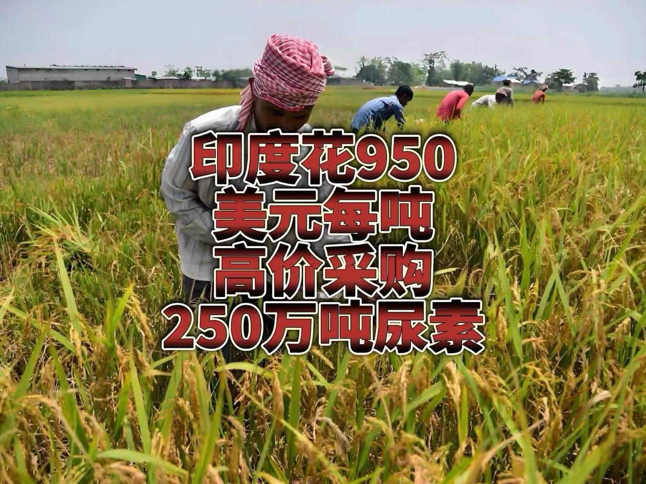 三哥终于还是低头了！
 
据财联社报道，印度国营企业最终同意以每吨935美元的价