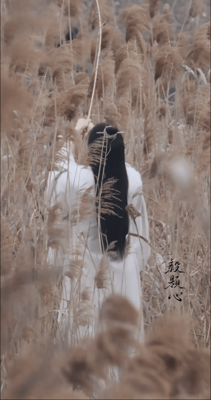 芦苇荡里有只猫，玩得不亦乐乎 