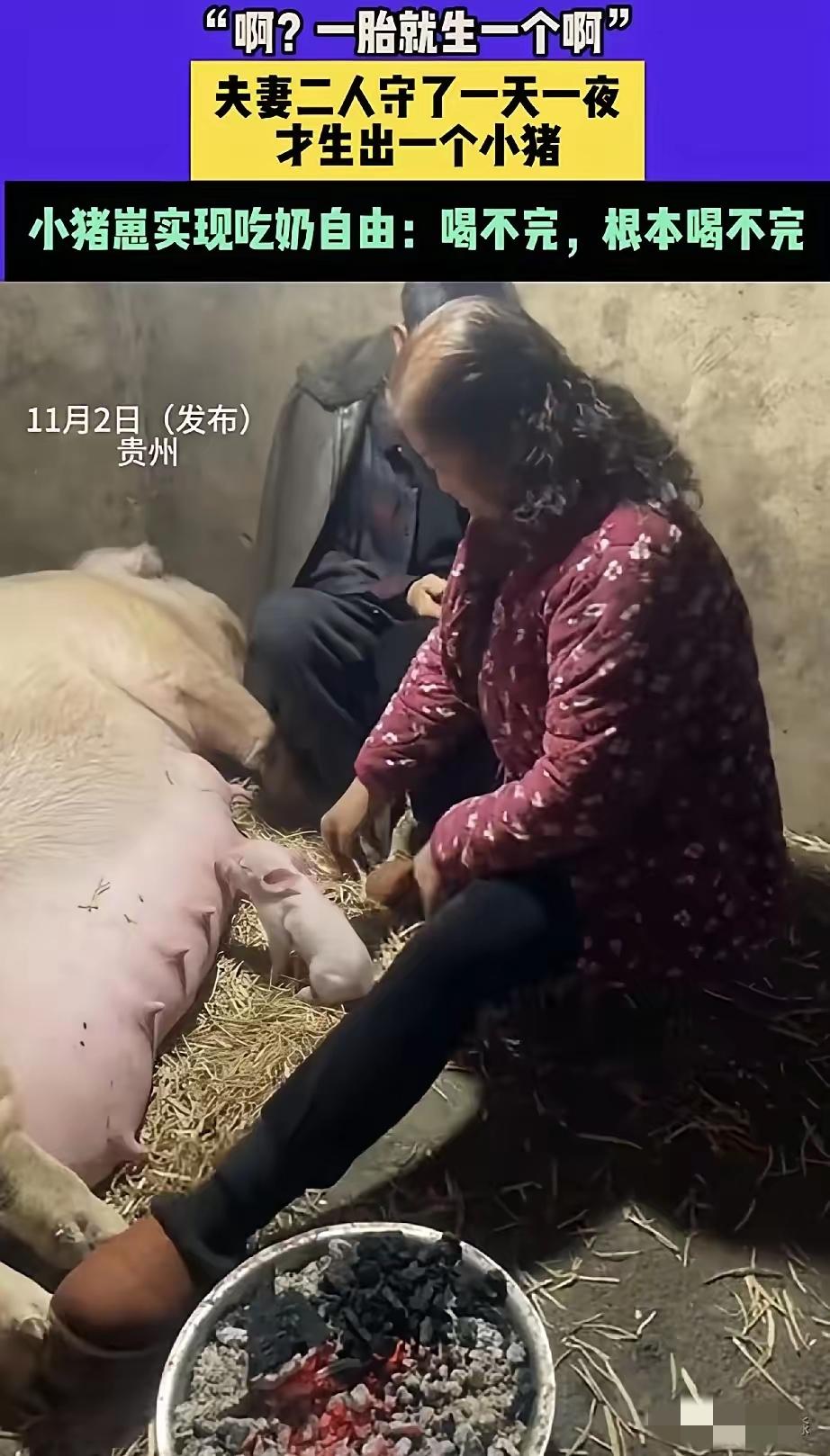 谁懂啊！老母猪折腾半宿就生了一只“掌上明猪”，这待遇直接拉满到离谱！别家小猪抢奶