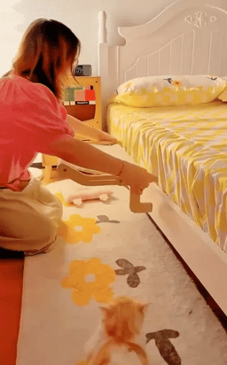 一看就是拍广告
谁家正经猫睡这个！