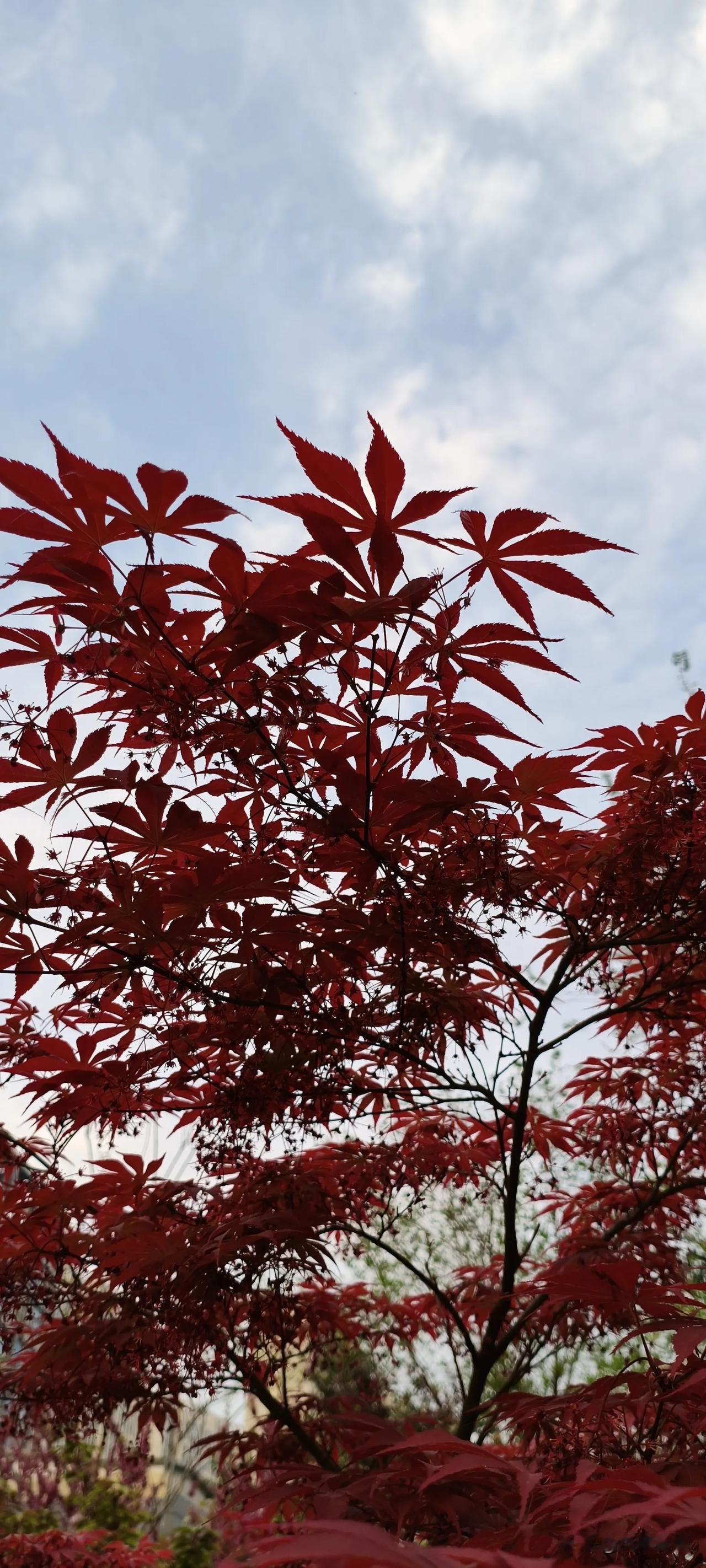 今年春天最想实现的心愿热情似火🔥！