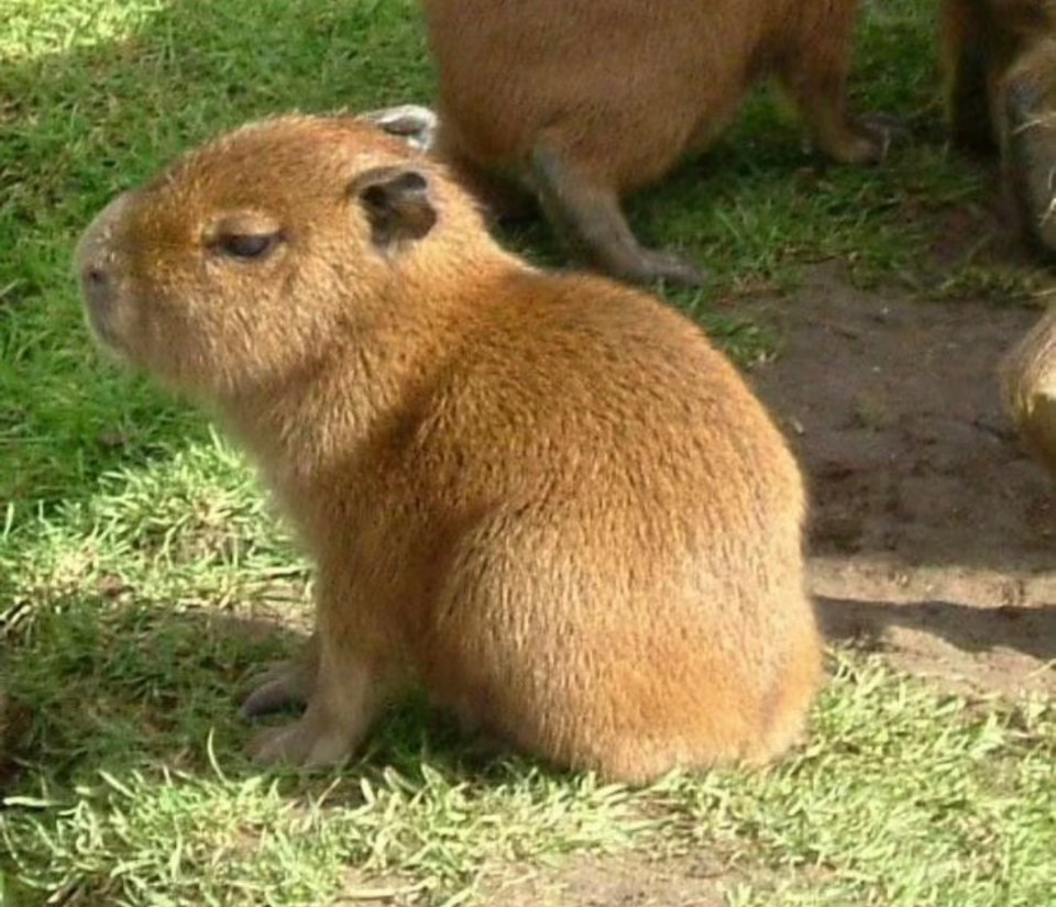 我是这个👇                    不是这个👇 