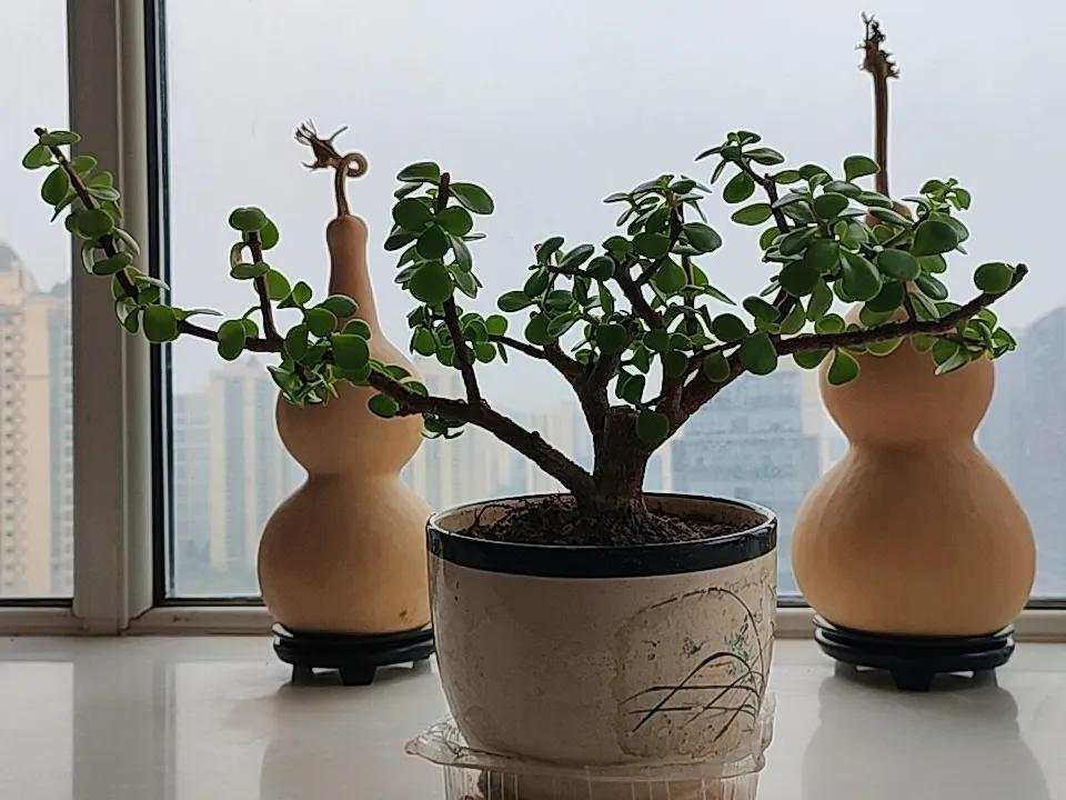 我在凉台上养了一株花，大伙给它取了个动听的名字，叫金枝玉叶。这花格外皮实，特别耐
