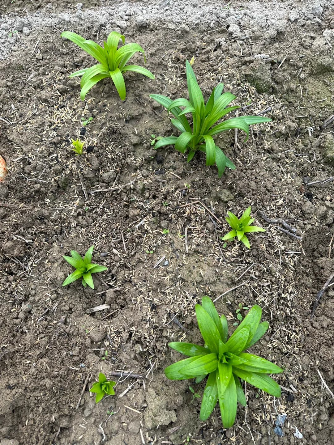 8个新铁炮都发芽了，今年的叶子都没有花叶病