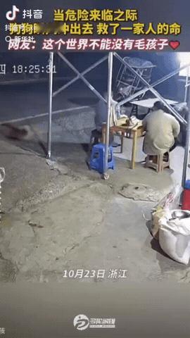 浙江，一家人在院子里面闲聊，不料，狗子瞬间冲出去，然后狂吠，这时只见一辆白色轿车