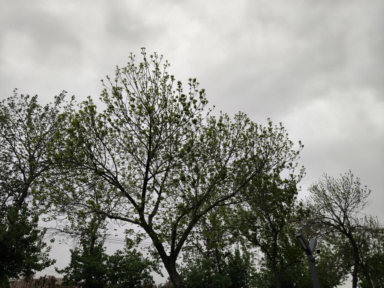 北京这天气真的变化大！
昨天中午还如盛夏的感觉，热！
   可今天，大风黄色预警