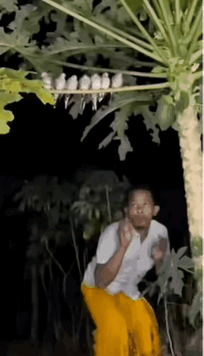 所有鸟到了晚上都夜盲吗？
