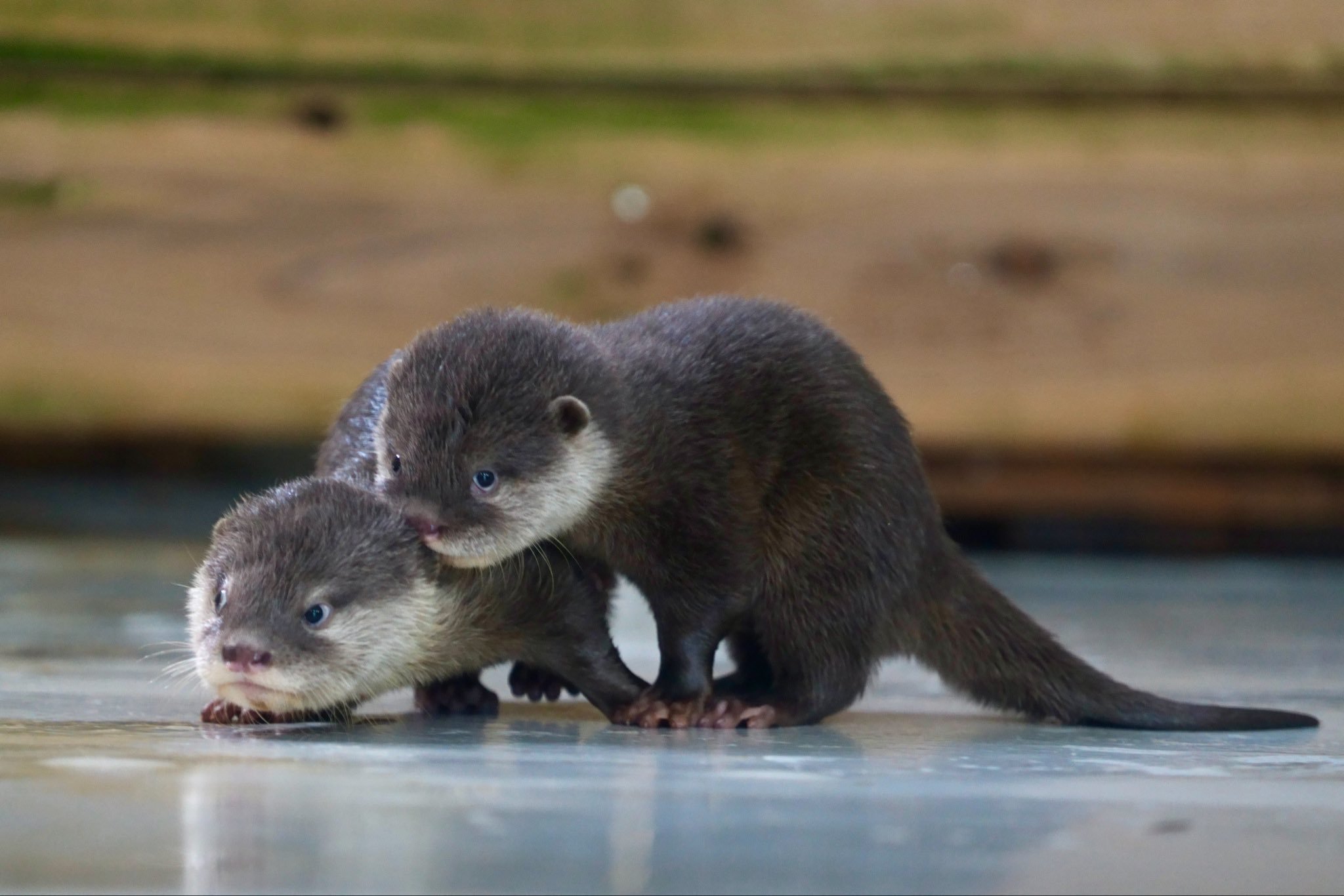 水獭 獭獭宝贝你脸上戏有点多哦！【推：uso_otter】 