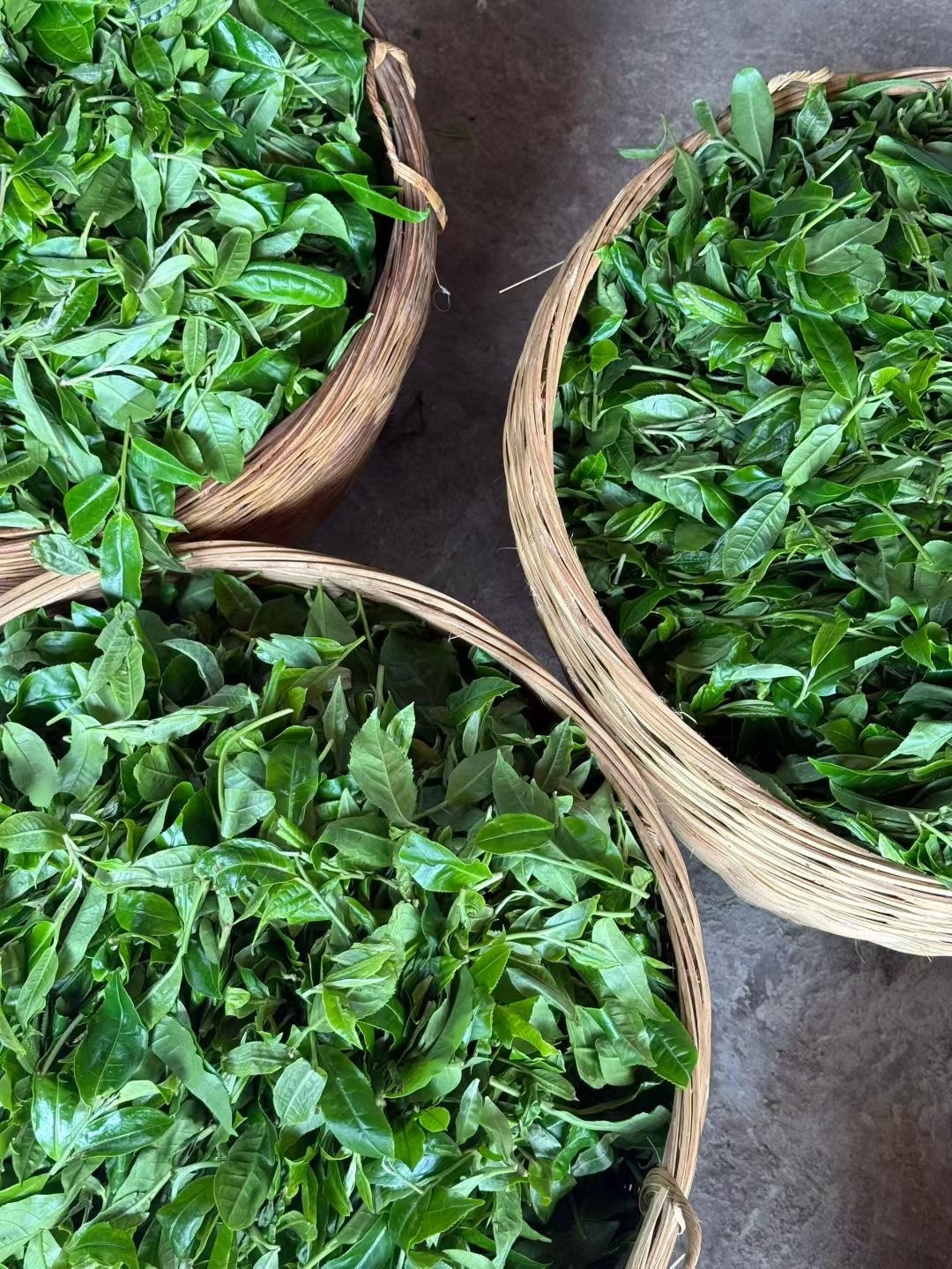 现场实拍今年的生普古树茶：摊晾（萎凋）第一步是将头春采摘的鲜叶摊放在阴凉通风处，