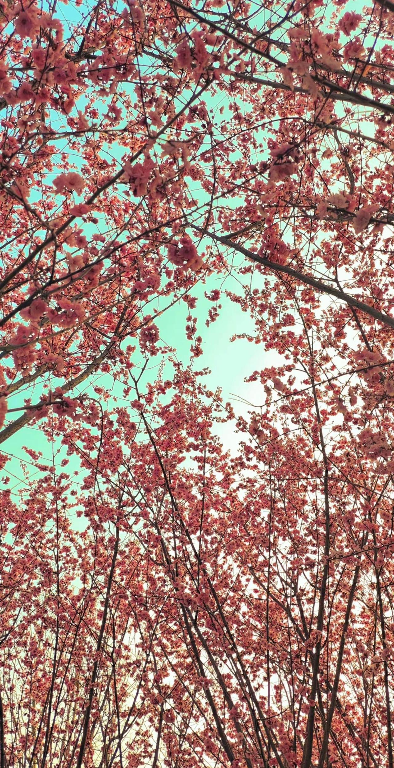 人家的春天都是，蓝天白云，晴空万里，而我们河南……没法说，温度虽然已经是春天了，