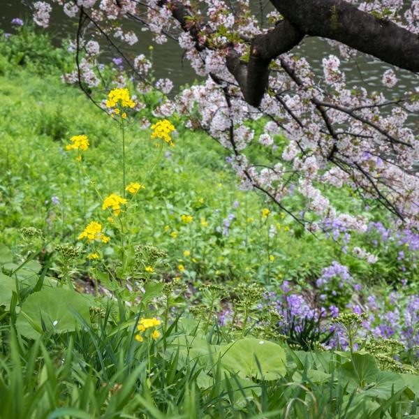 描写春天美好景色的四字词语有哪些