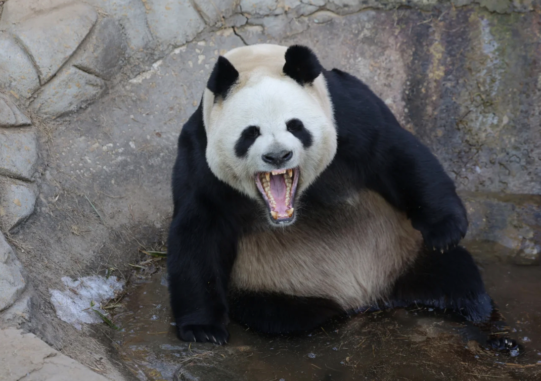 灵岩: 震生，快过来！震生: 找揍？！🐼 