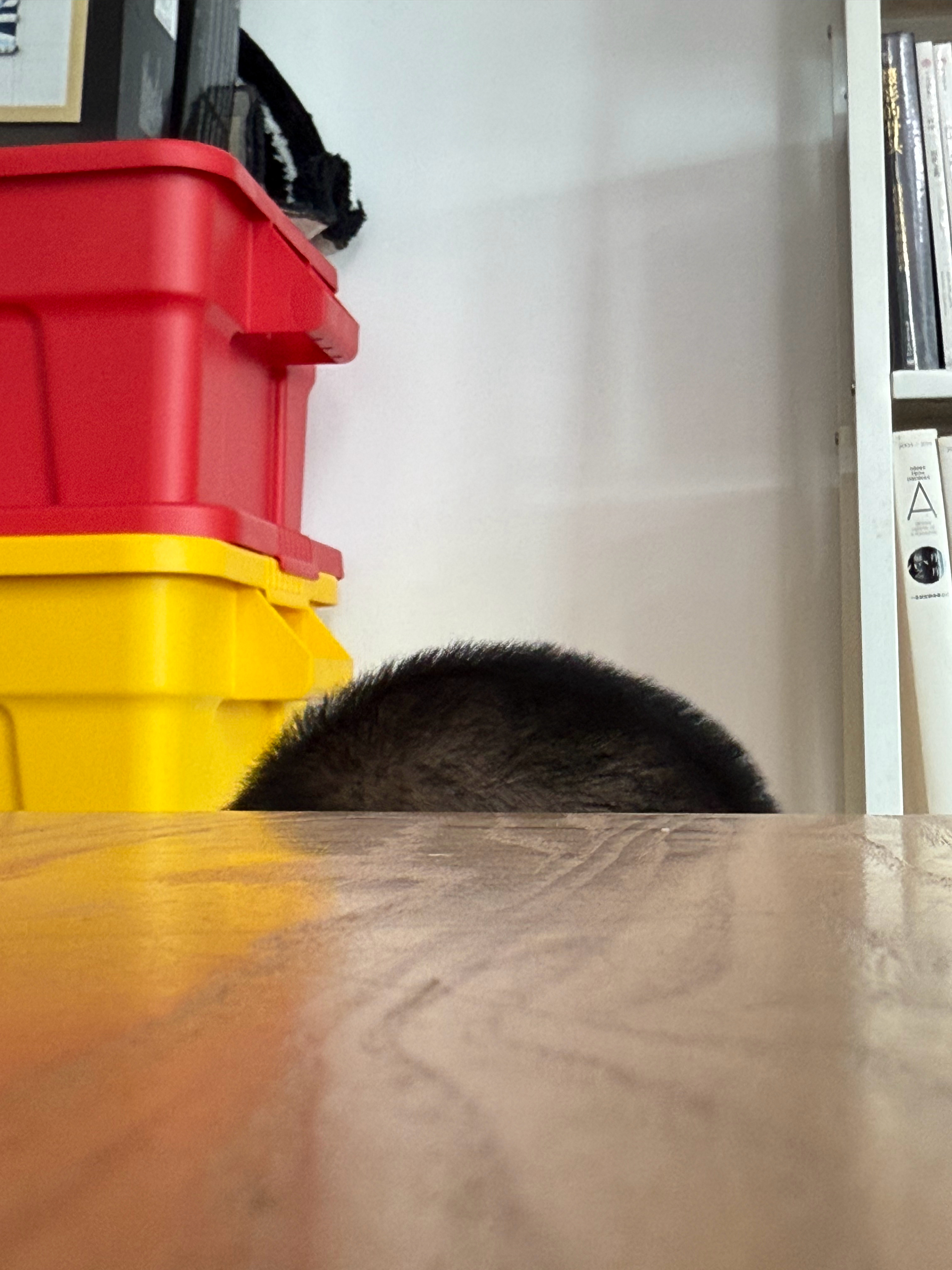猜猜是谁[并不简单] 
