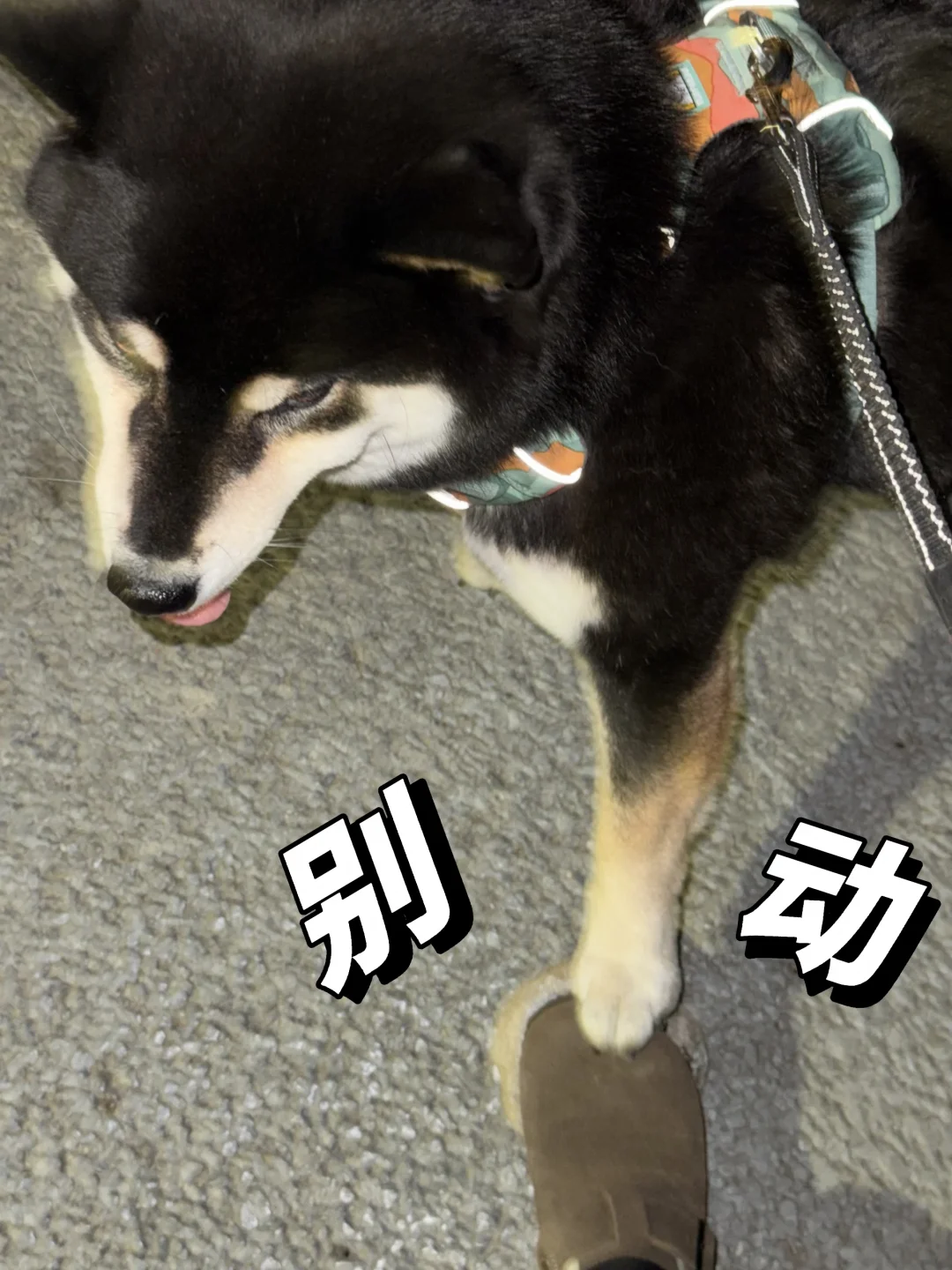 霸道小狗