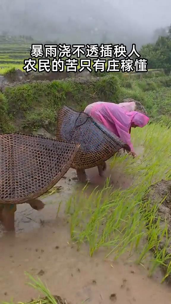 暴雨浇不透插秧人，农民的苦只有庄稼懂。