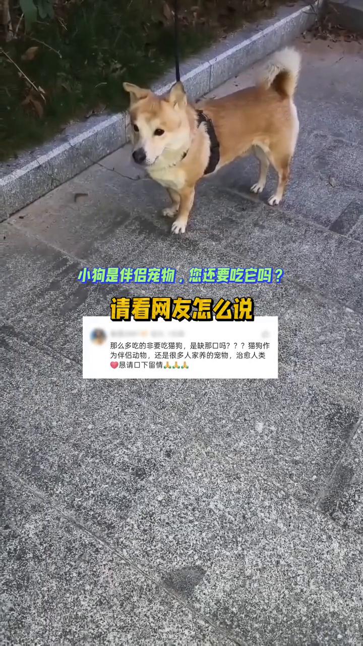 小狗是伴侣宠物，您还要吃它吗？请看网友怎么说。
那么多吃的非要吃猫狗，是缺那口吗